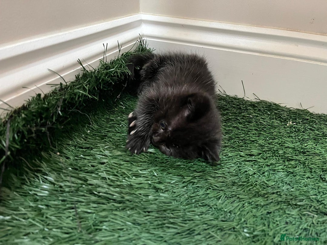 Mixed Breed cats for sale: £100 mixed persian + tortoise shell kittens - Image 7