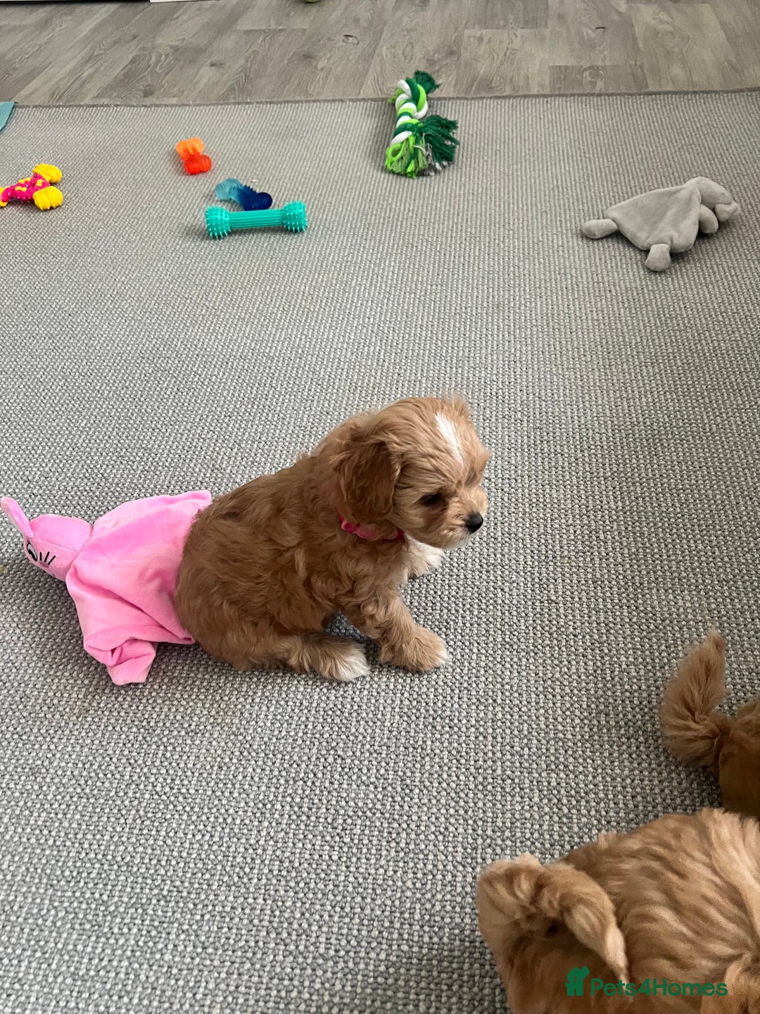 Maltipoo dogs for sale: Beautiful Tiny Maltipoo 3 girls 1 boy  - Image 17
