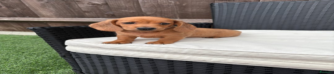Miniature Dachshund Puppy 2