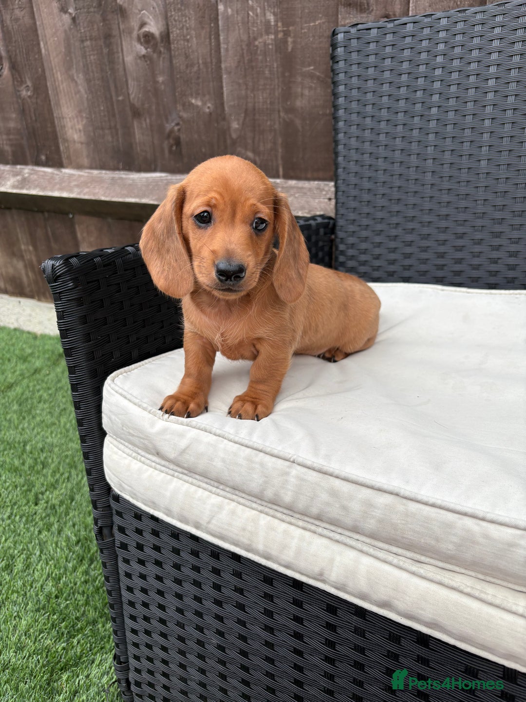 Miniature Dachshund dogs for sale: 3 stunning miniature daxies ❤️ - Image 8