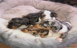 Miniature Dachshund dogs for sale: STUNNING MINIATURE DACHSHUND PUPPIES FOR SALE - Image 7