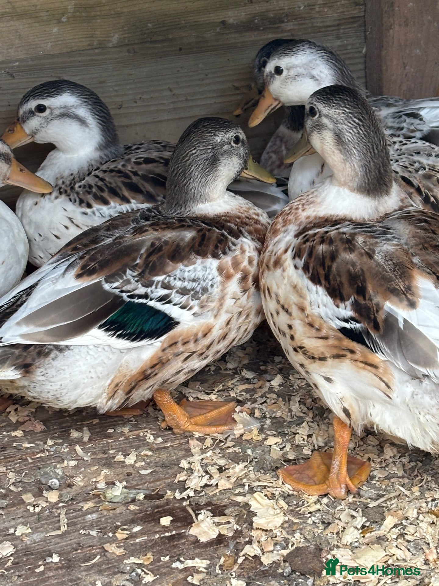 Ducks poultry Silver applebees  - Advert 10