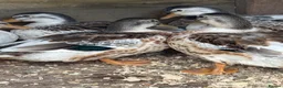 Ducks poultry for sale: Silver applebees  - Advert 1
