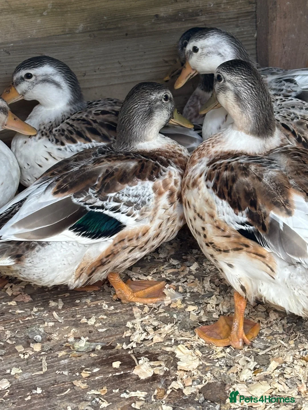 Ducks poultry for sale: Silver applebees  - Advert 1