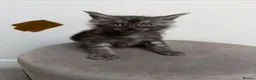 Maine Coon cats for sale: Ready now 😻 - Advert 9