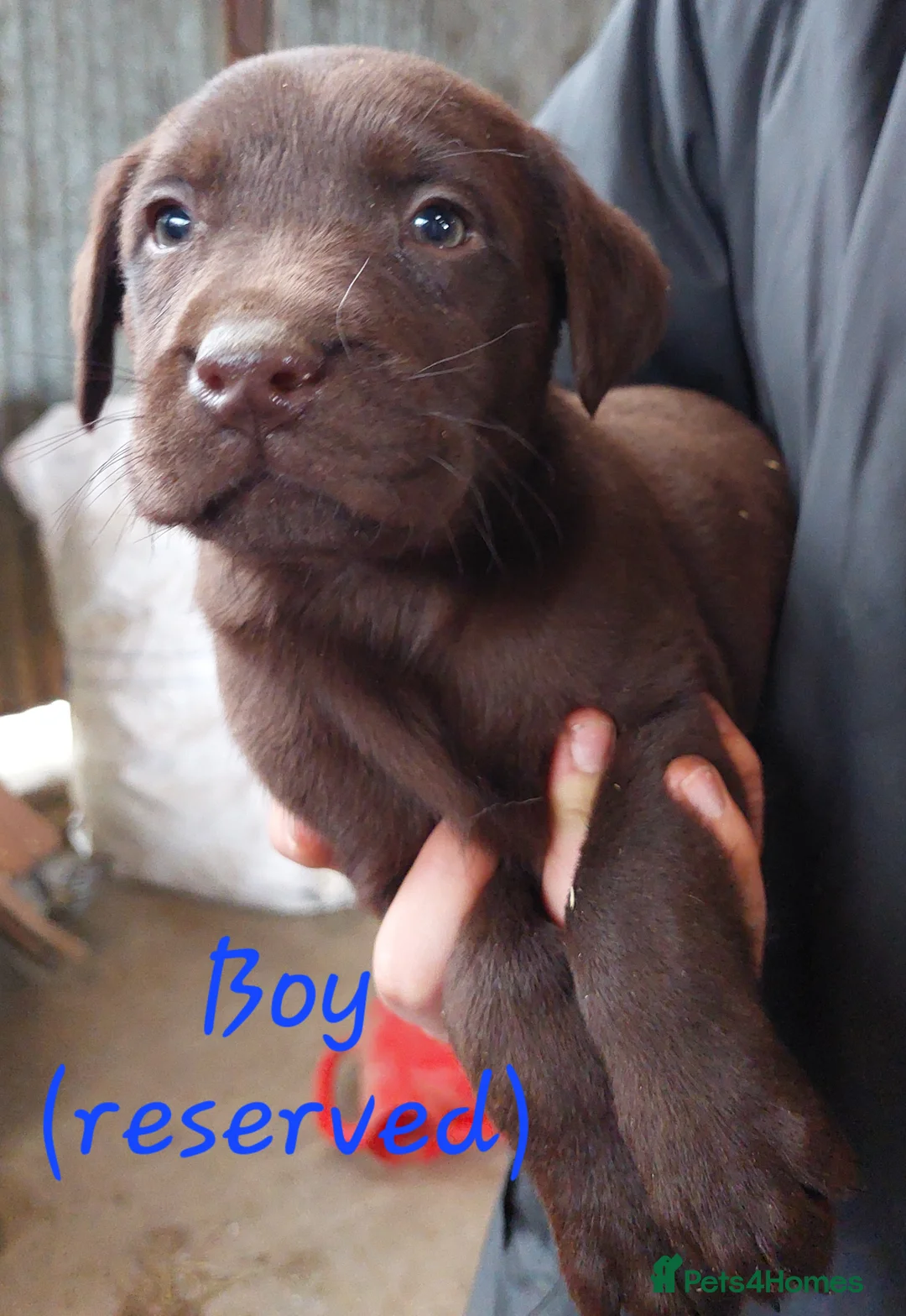 Labrador Retriever dogs for sale: Beautiful Labrador puppies available to reserve  in Lampeter - Advert 2