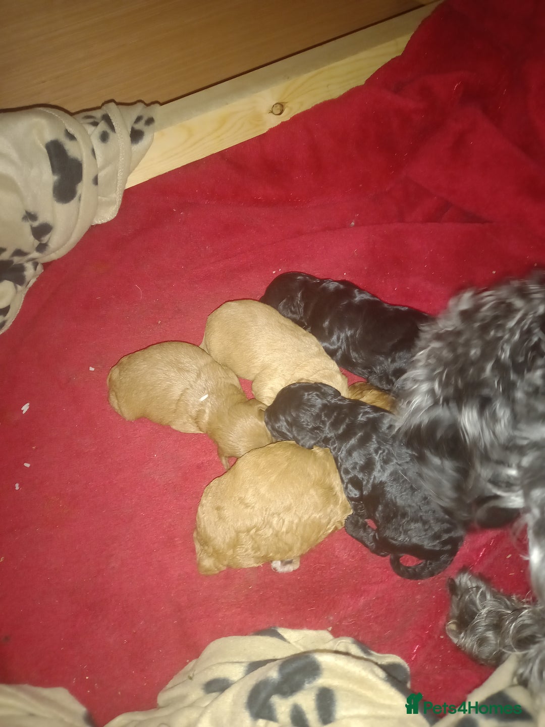 Cavapoo dogs for sale: Last black boy pup available F2 - Advert 3