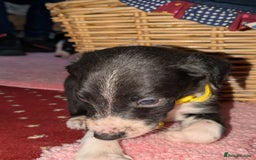 Mixed Breed dogs for sale: Saluki whippets  - Image 9