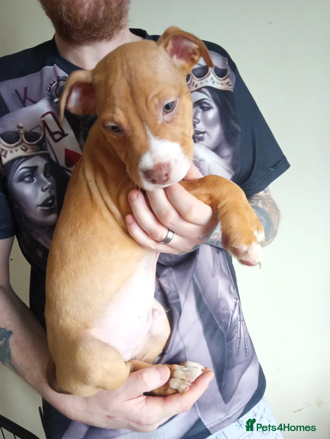 Mixed Breed dogs for sale: Puppys - Advert 11