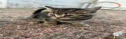 Mixed Breed cats for sale: 4 kittens for sale  - Advert 10