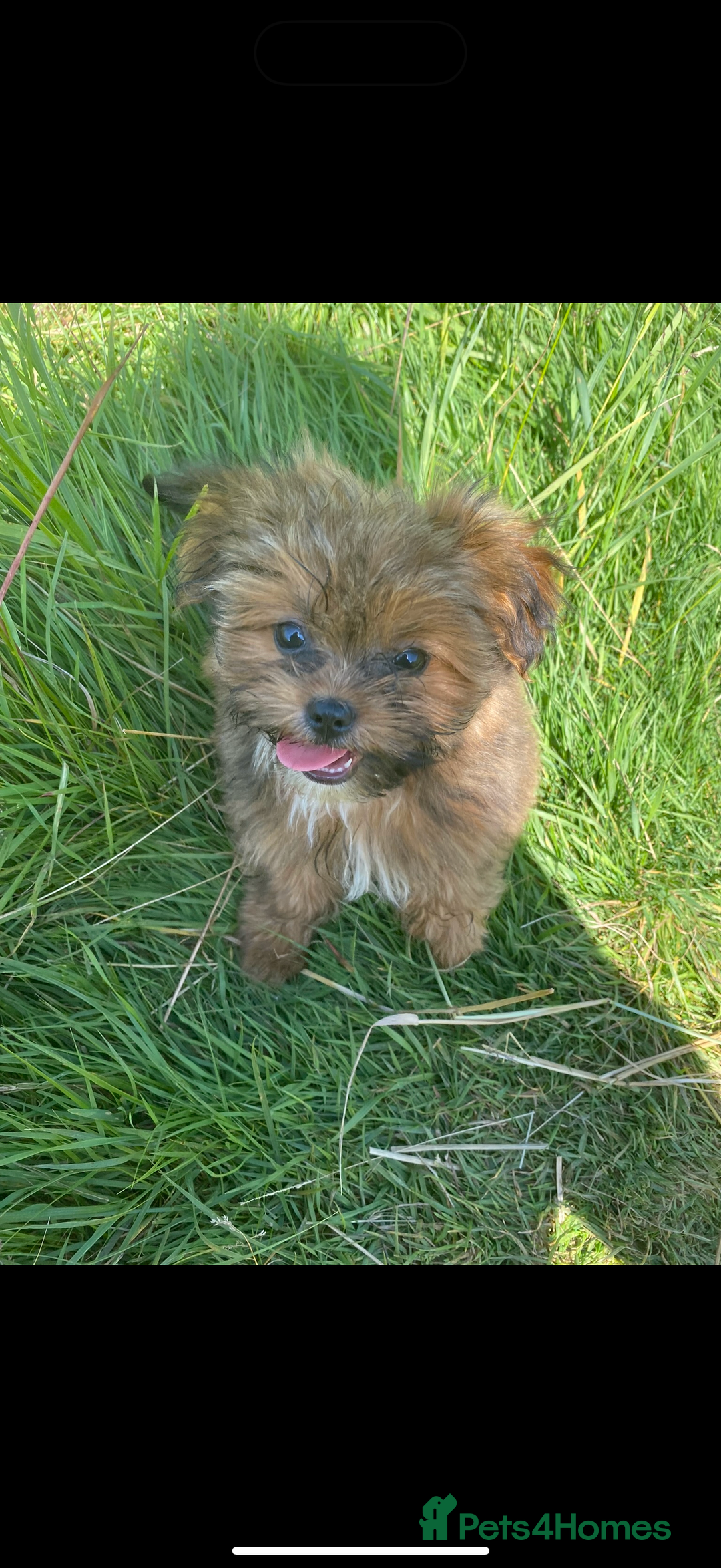 Mixed Breed dogs for sale: Beautiful pups for sale!  - Advert 2