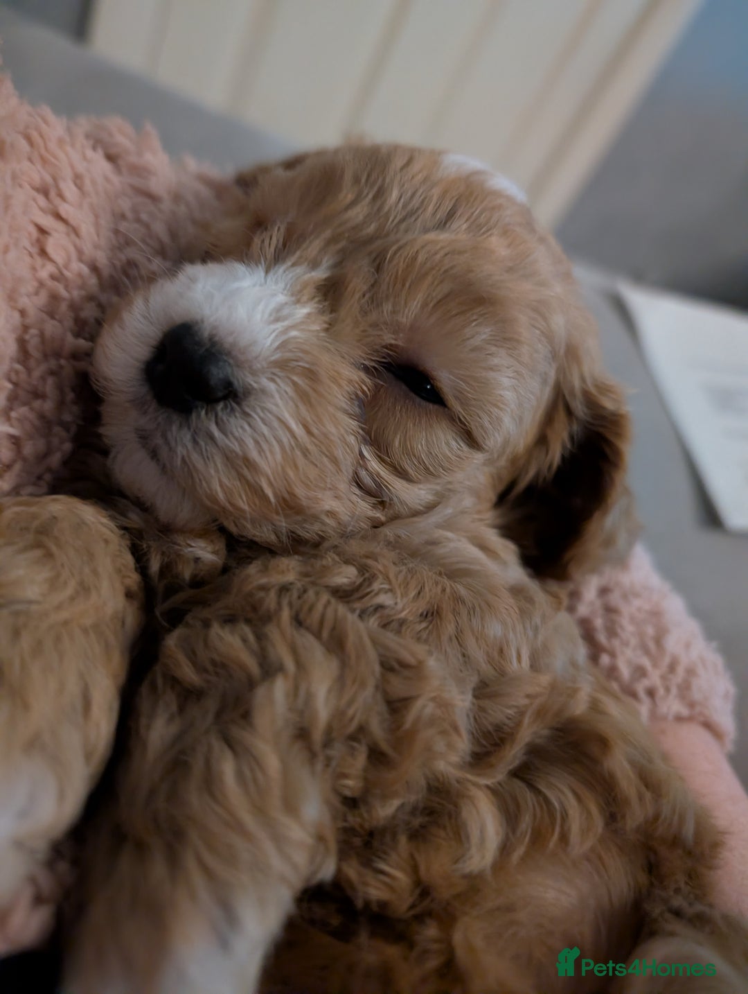 Gallery Image {{count}}