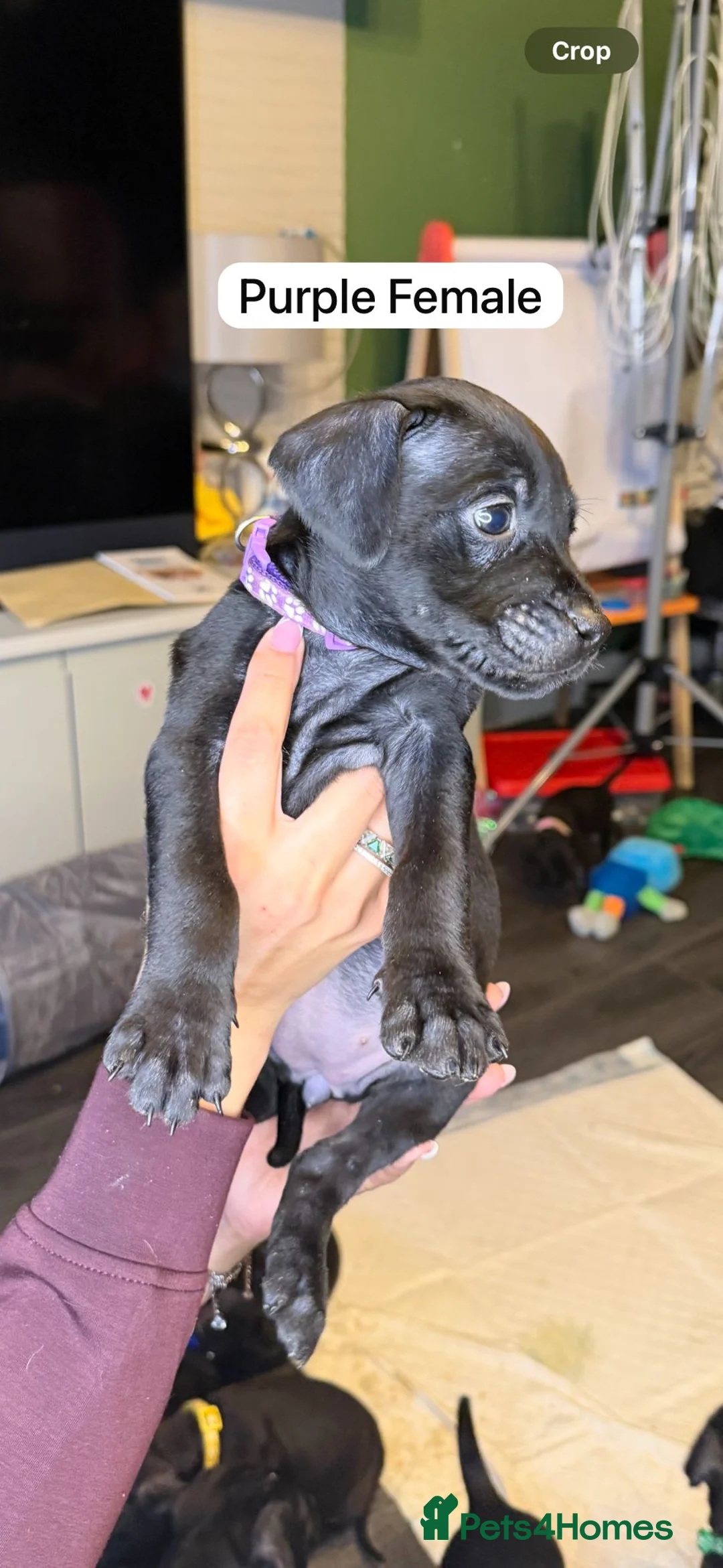 Mixed Breed dogs for sale: Canis Panther Pups - Advert 3