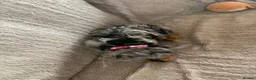 Cockapoo dogs for sale: Stunning cockapoos - Advert 21
