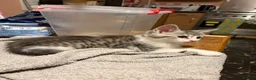 Maine Coon cats for sale: Beautiful and playful half Maine coon kittens  - Advert 11