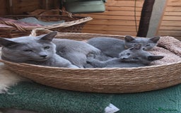 Russian Blue cats for sale: Pedigree Russian blue kittens NORTH LONDON  - Image 5
