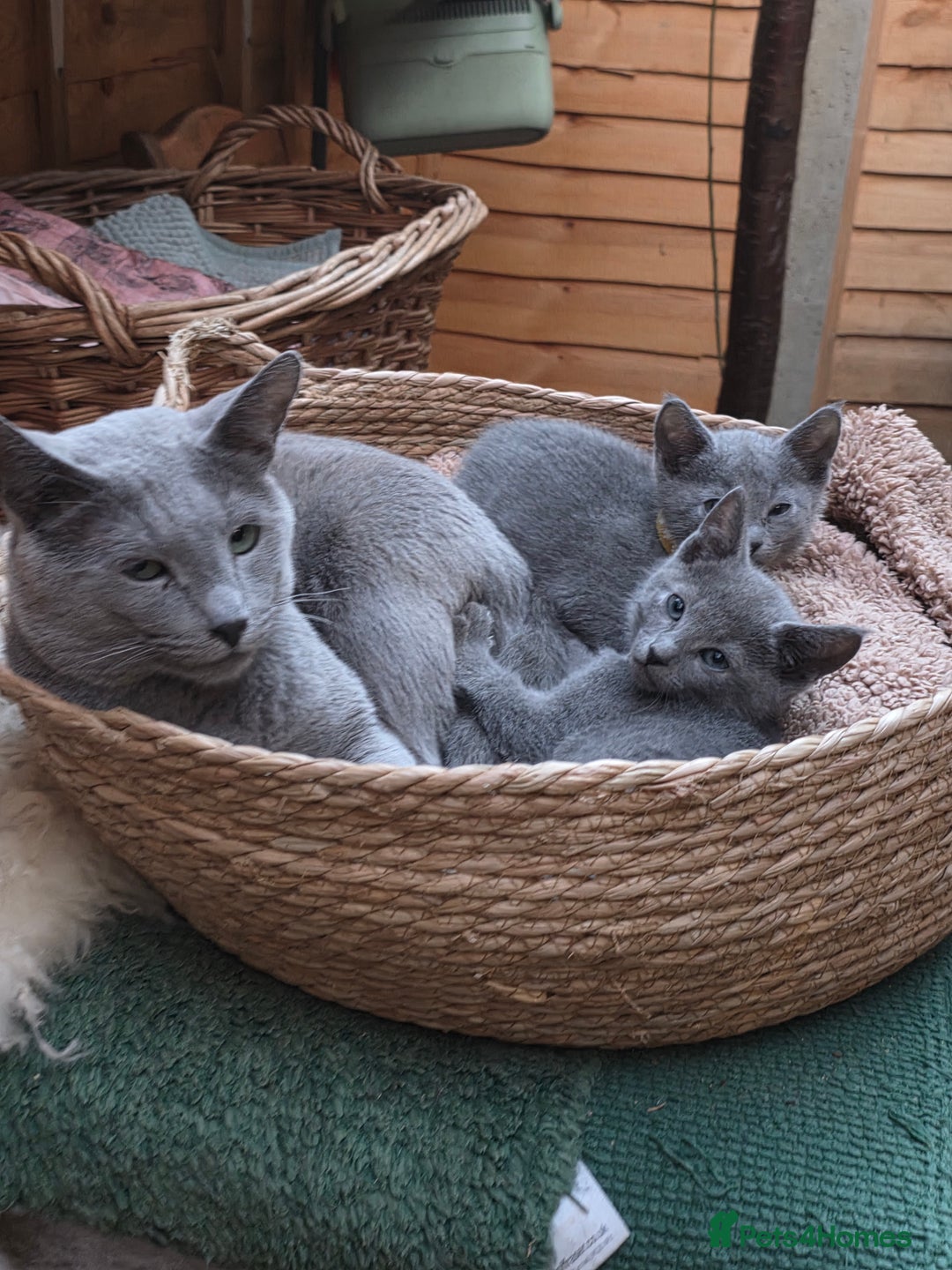 Russian Blue cats for sale: Pedigree Russian blue kittens NORTH LONDON  - Image 5