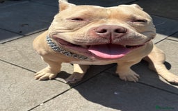 American Bully dogs for sale: Female pocket bully  - Image 7