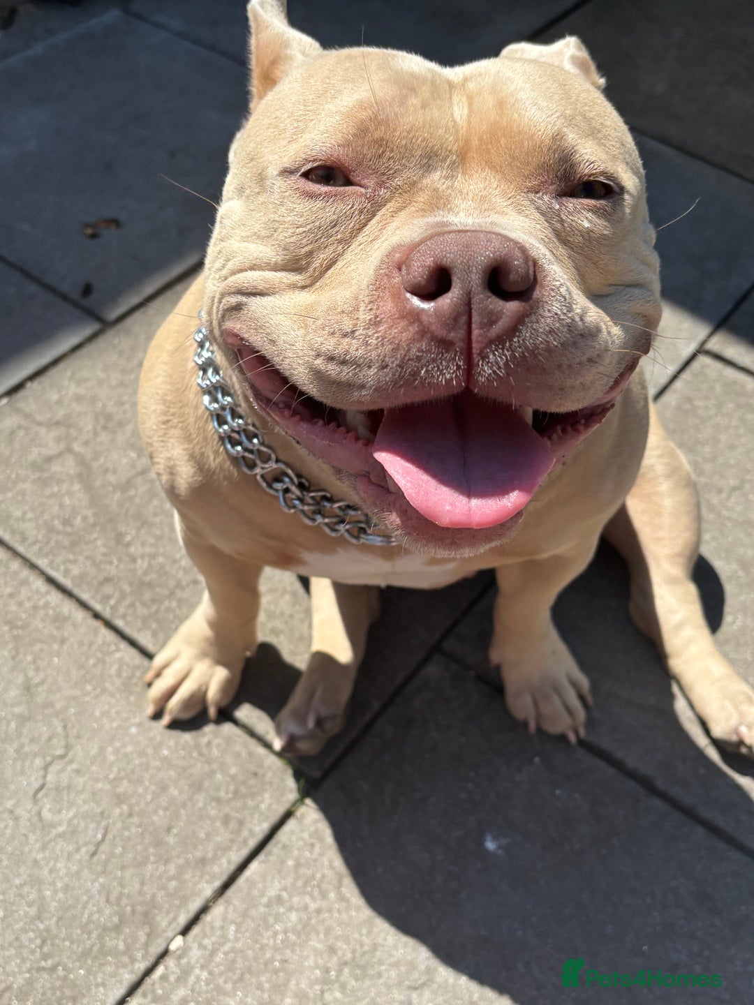 American Bully dogs for sale: Female pocket bully  - Image 7
