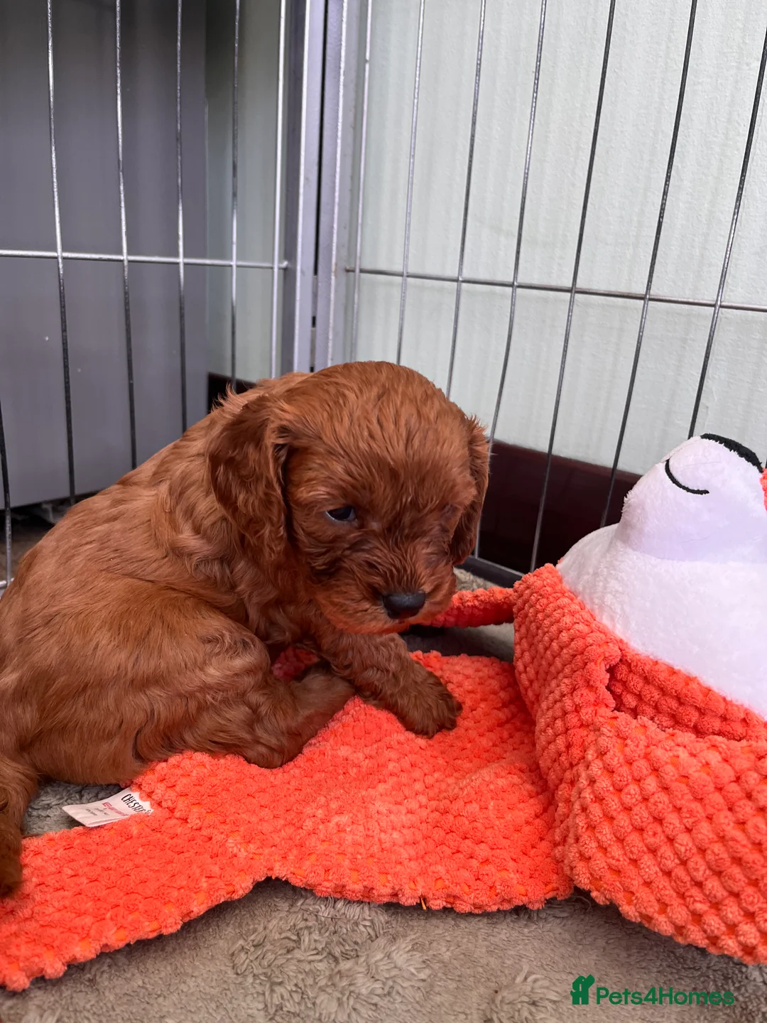 Cavapoo dogs for sale: Cavapoo puppies looking for their forever home  in Bognor Regis - Advert 2