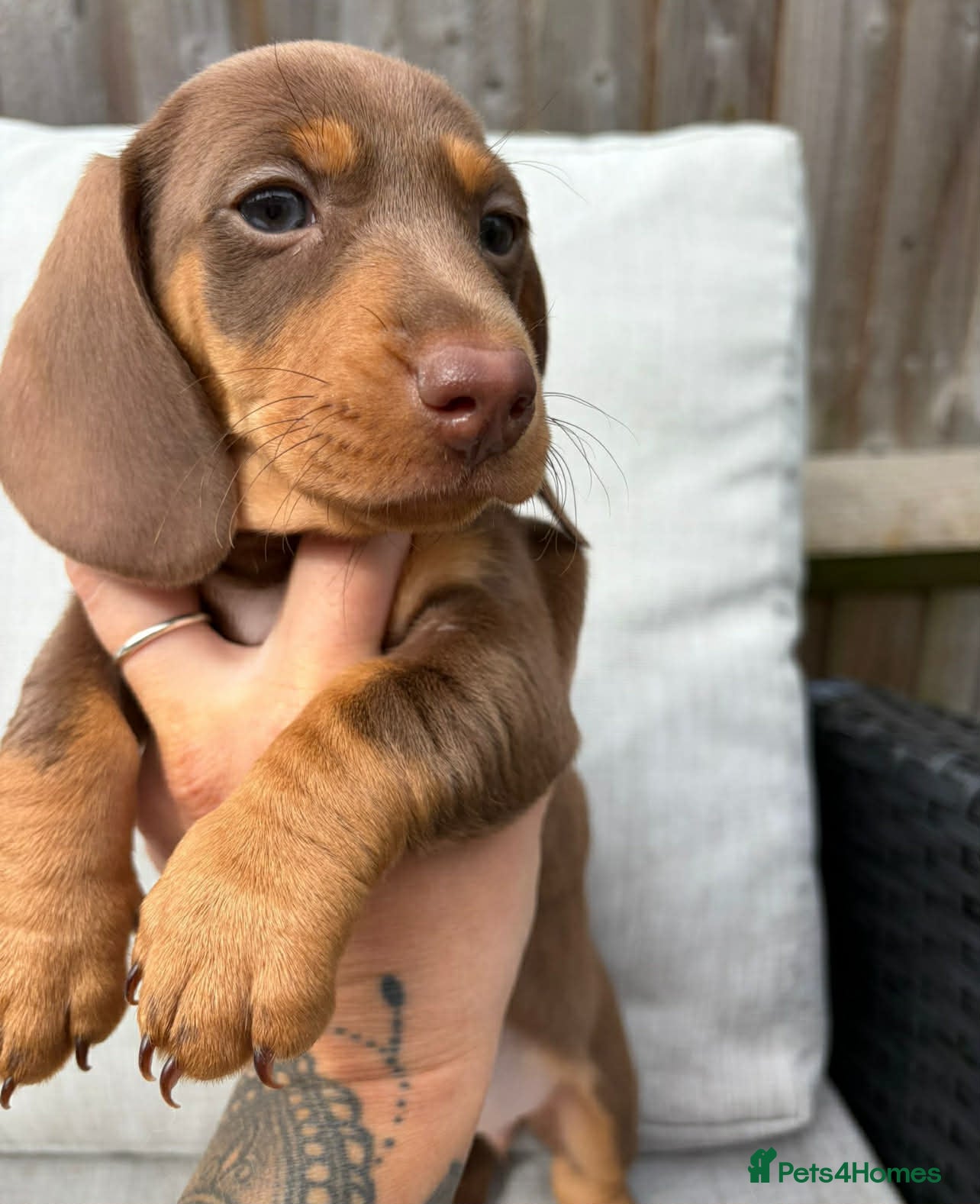 Miniature Dachshund dogs Beautiful female last one remaining ready to leave - Advert 17