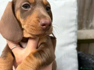 Miniature Dachshund dogs Beautiful female last one remaining ready to leave - Advert 17