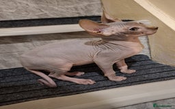 Sphynx cats for sale: Beautiful blue tabby girl - Advert 5