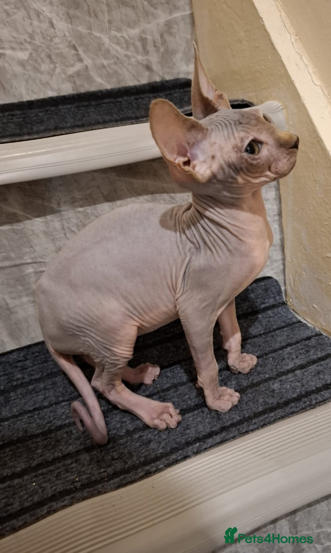 Sphynx cats for sale: Beautiful blue tabby girl - Advert 5