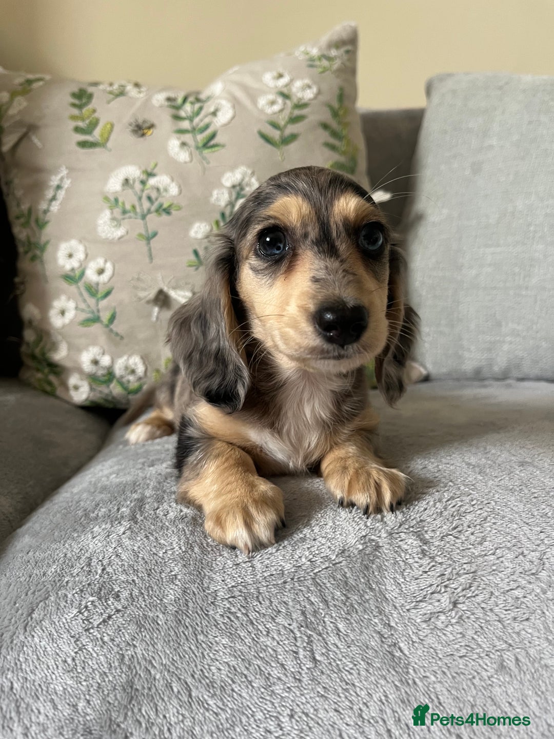 Miniature Dachshund dogs for sale: READY NOW Miniature long hair dachshund  - Image 34