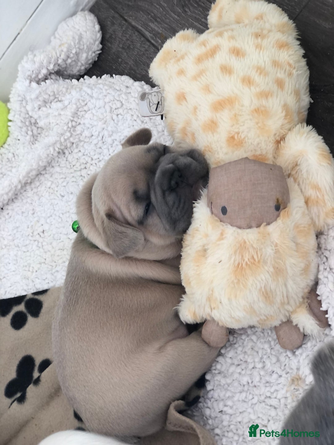 French Bulldog dogs for sale: French bulldog puppies in Manchester - Image 7
