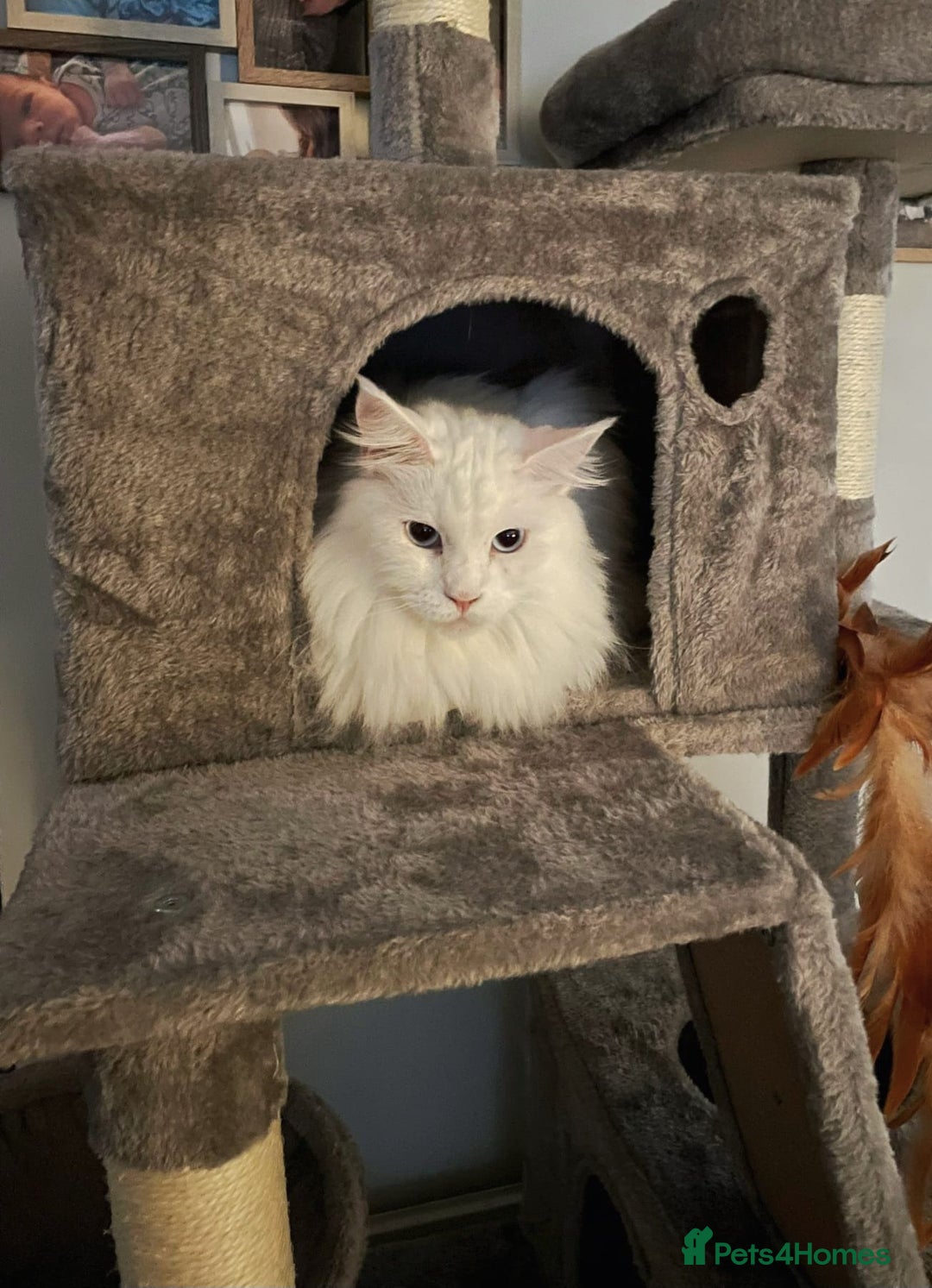 Maine Coon cats for sale: Female Maine Coon for Sale. - Advert 3