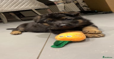 German Shepherd dogs - Advert 13