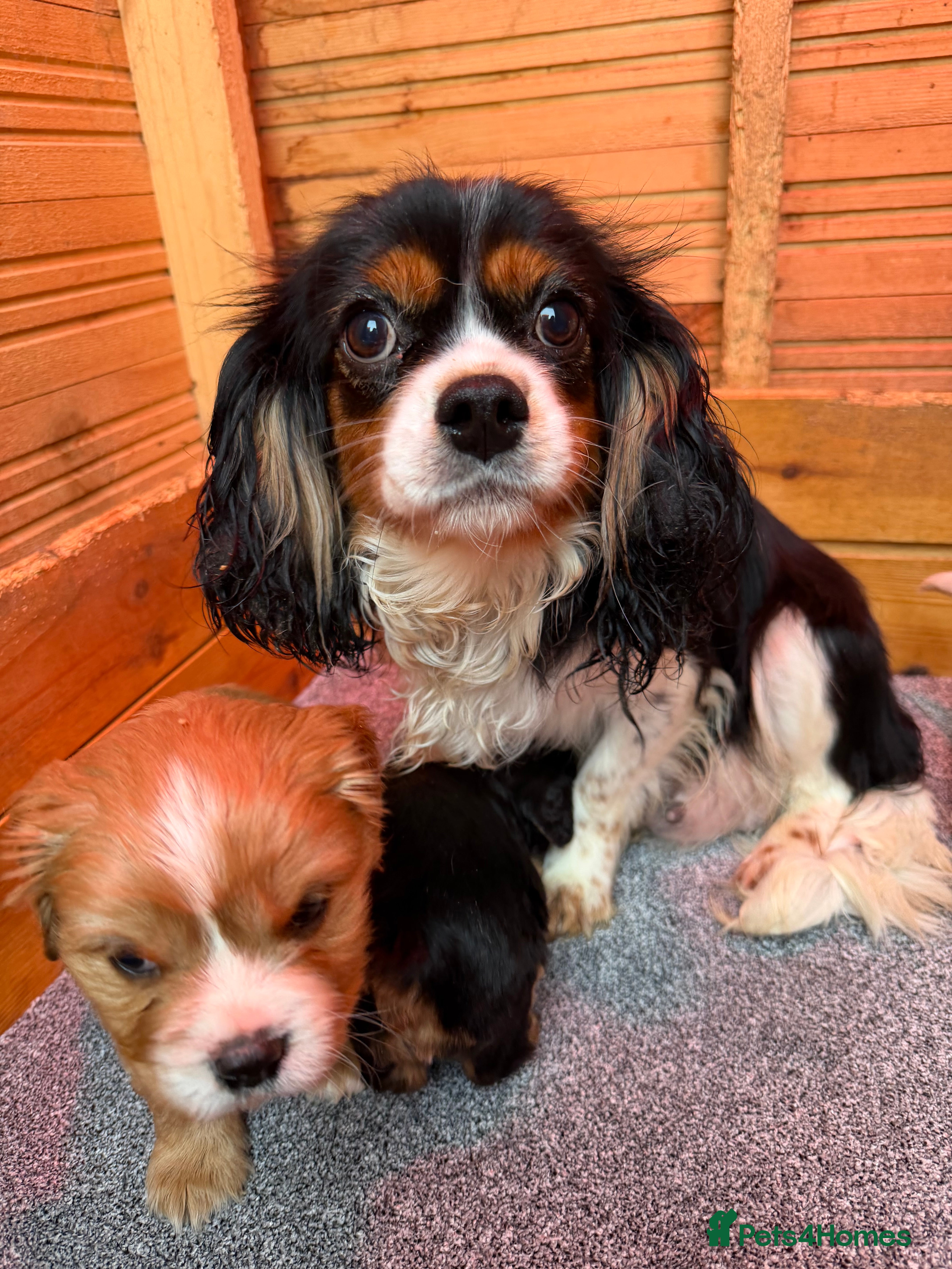 Cavalier King Charles Spaniel dogs Cavalier King Charles Puppys  - Advert 2