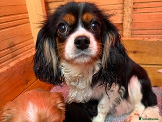 Cavalier King Charles Spaniel dogs Cavalier King Charles Puppys - Advert 1