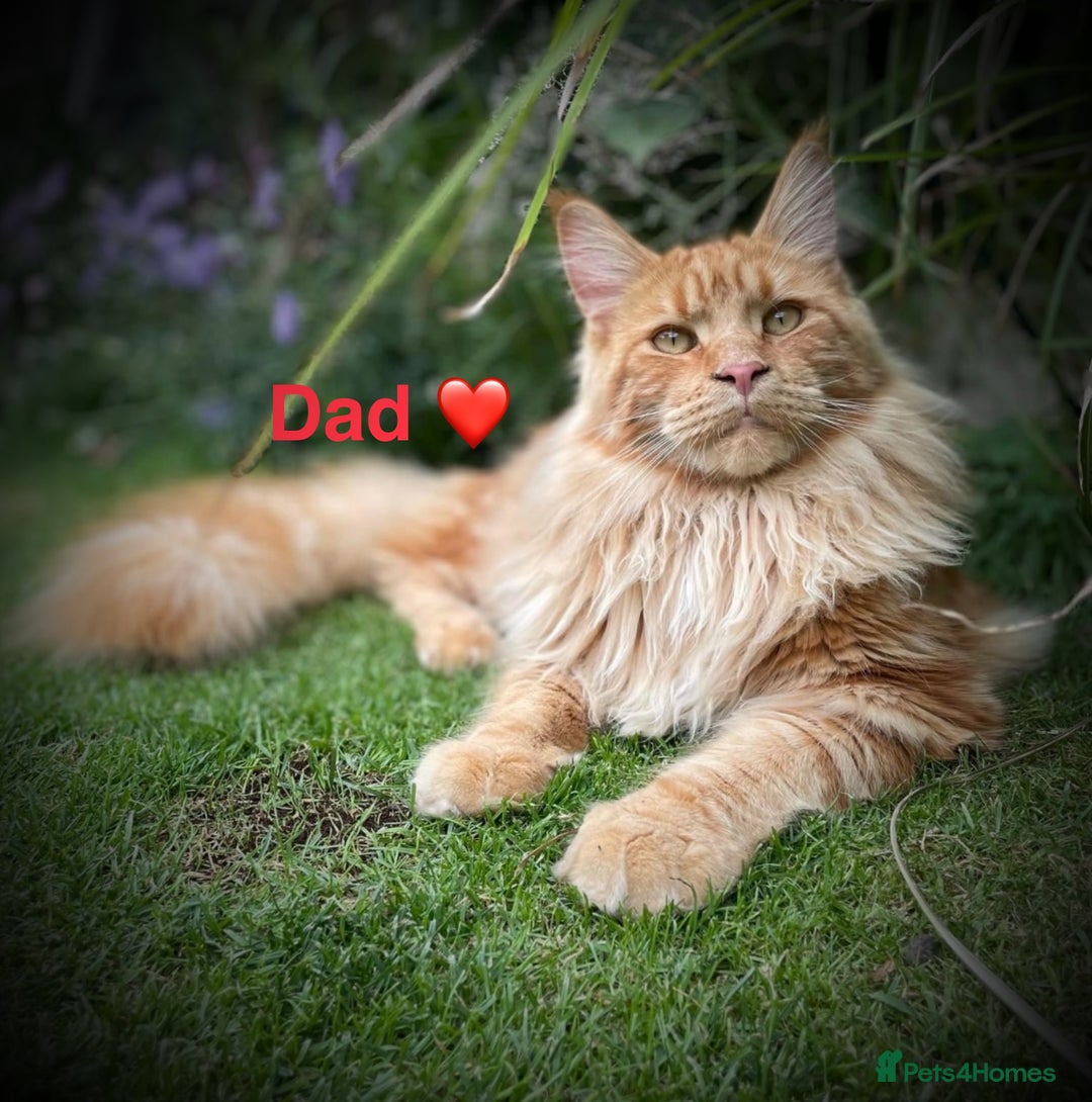 Maine Coon cats for sale: Beautiful, full Maine Coon Kittens. - Image 11
