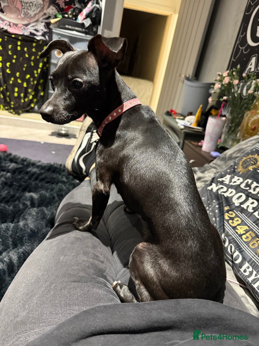 Mixed Breed dogs for sale: Female chihuahua cross to good home  - Advert 2