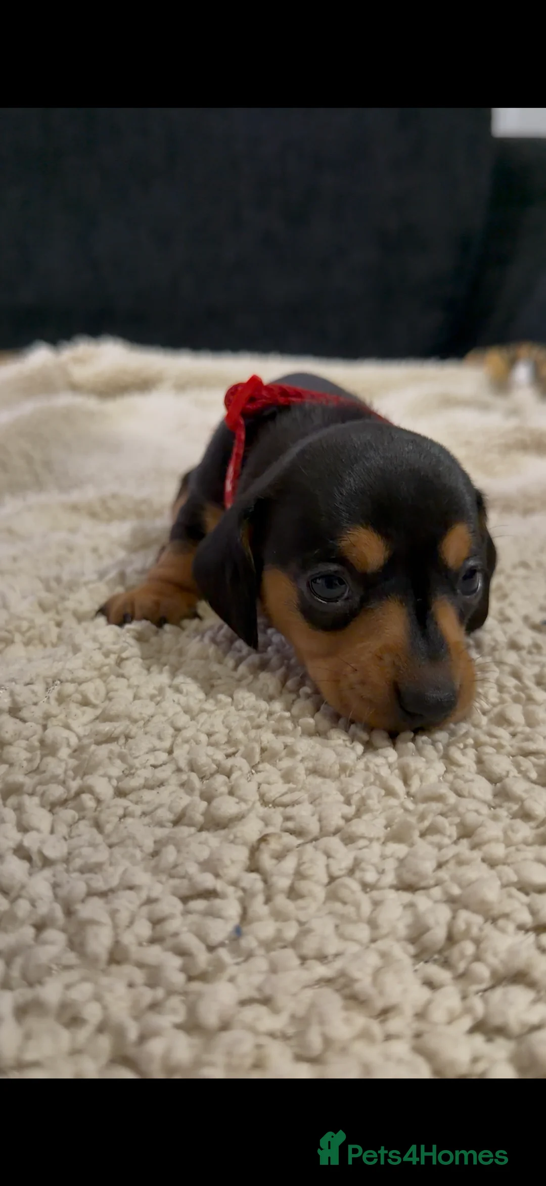 Miniature Dachshund dogs for sale: Miniature Dachshund Puppies - Advert 14