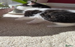 Mixed Breed cats for sale: Adorable Black & White Kittens - Image 22