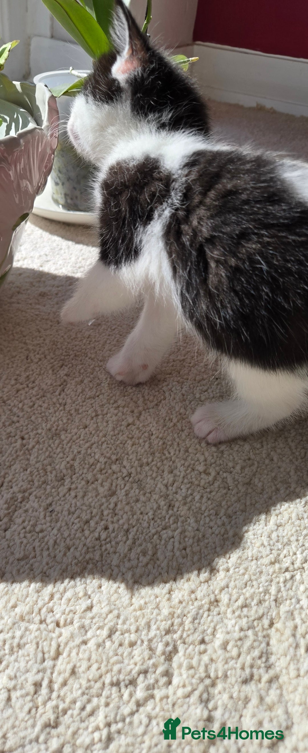 Mixed Breed cats for sale: Adorable Black & White Kittens - Image 22
