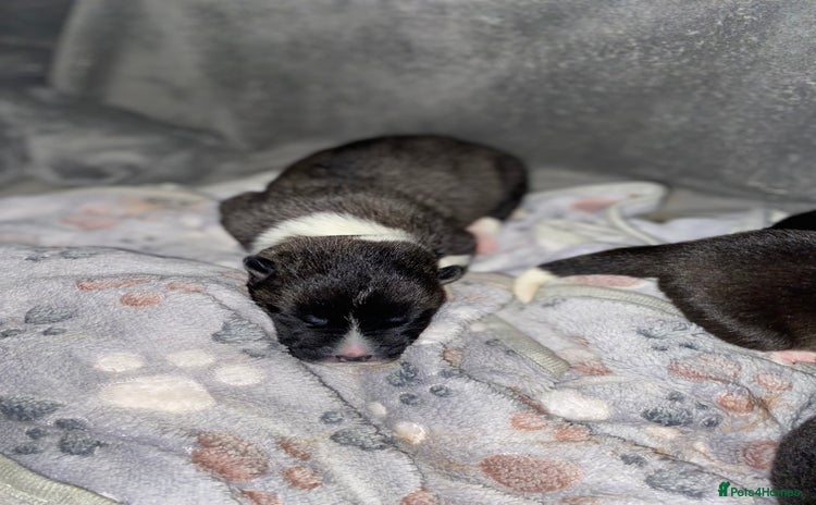 Akita dogs American Akita Puppies 9 boys 3 girls  - Advert 3