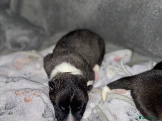 Akita dogs American Akita Puppies 9 boys 3 girls - Advert 17