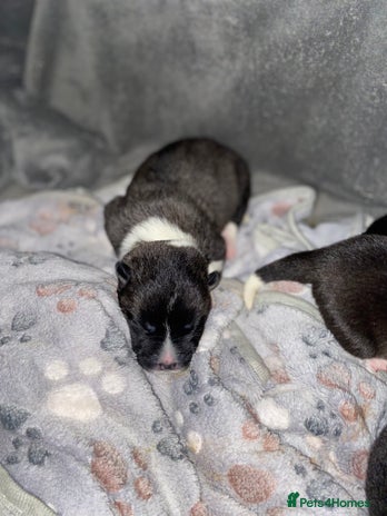 Akita dogs American Akita Puppies 9 boys 3 girls - Advert 3