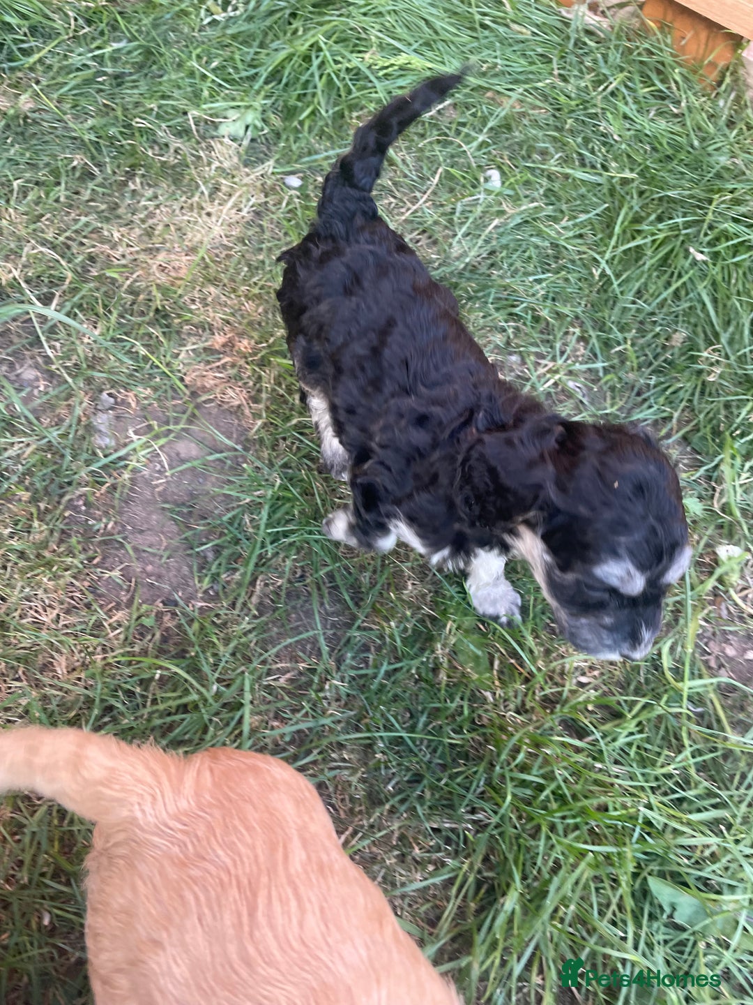 Cockapoo dogs for sale: Ready now! Cockapoo puppies F1 3 girls 2 boys - Image 15