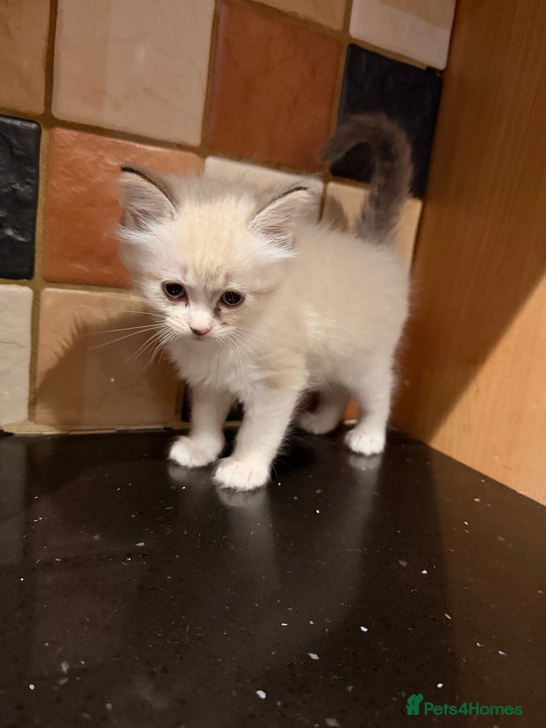 Ragdoll cats for sale: Ragdoll kittens - Image 17