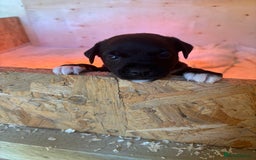 Patterdale Terrier dogs for sale: Patterdale terrier puppies  - Image 8