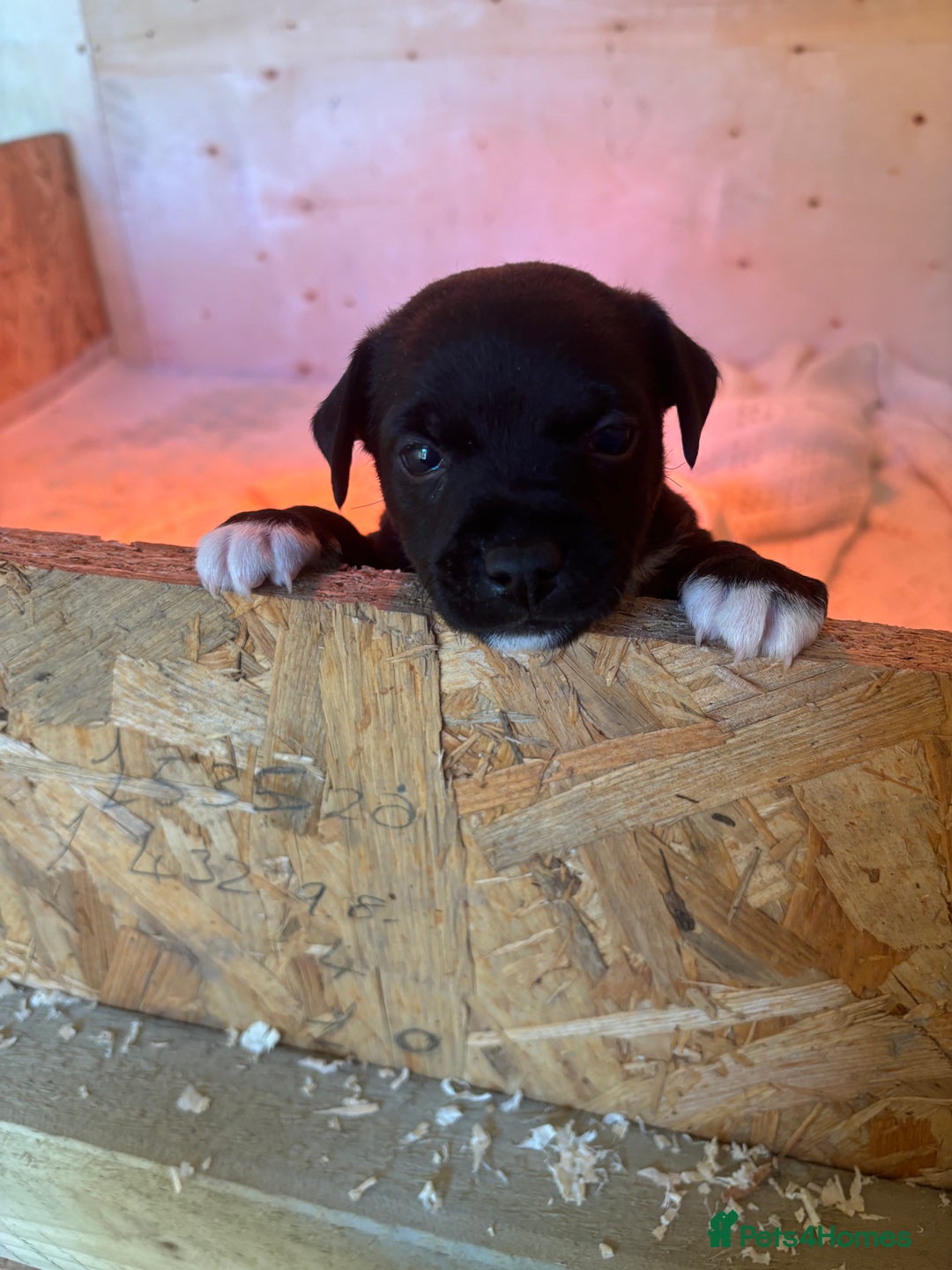 Patterdale Terrier dogs for sale: Patterdale terrier puppies  - Image 8