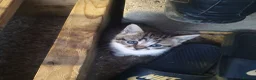Mixed Breed cats for sale: 2 female kittens for sale - Advert 5