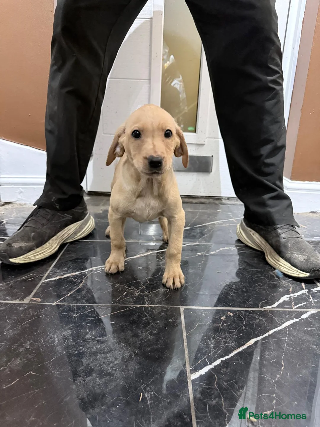 Labrador Retriever dogs for sale: Fox Red Labrador puppies  - Advert 5