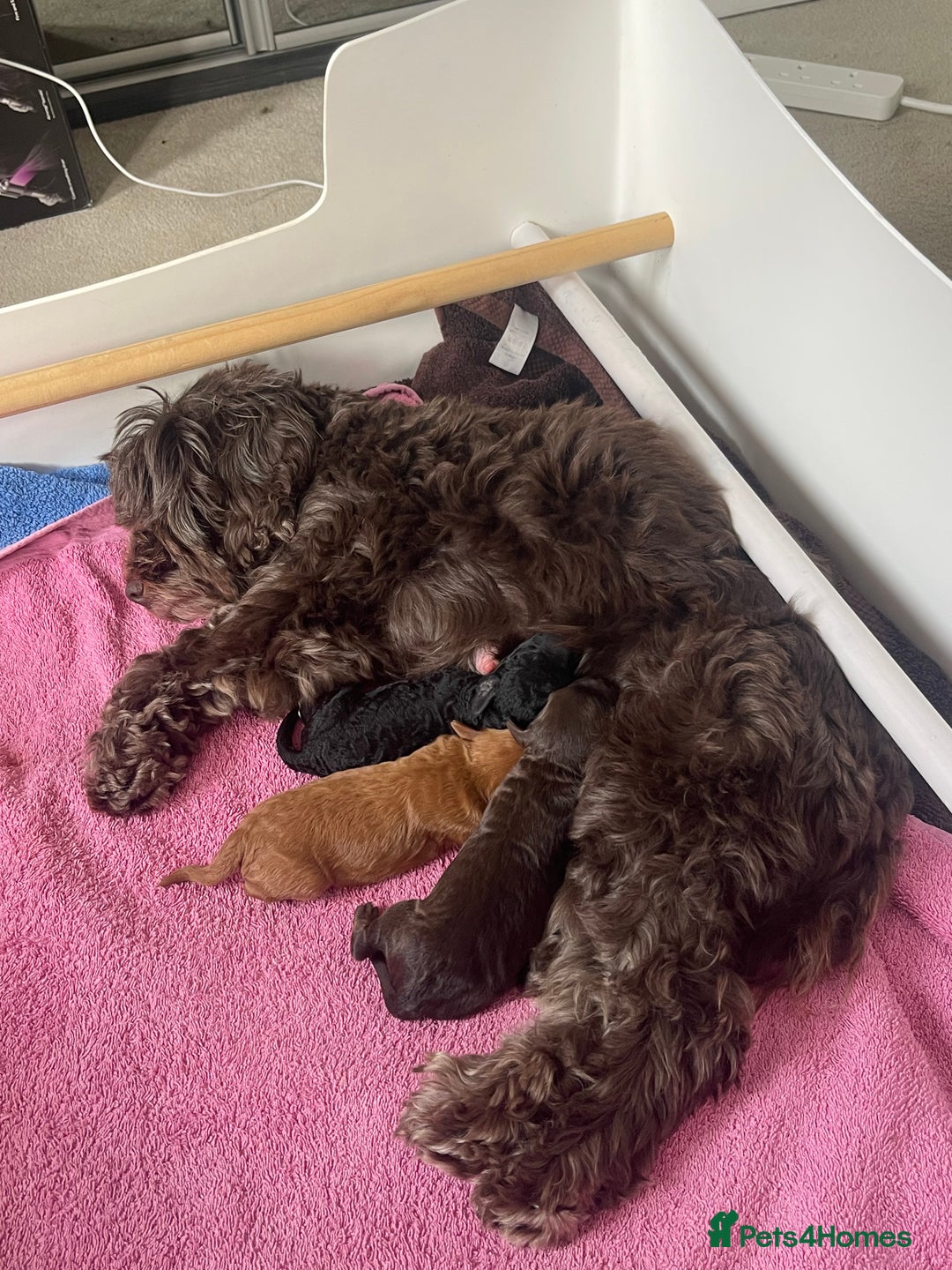 Cockapoo dogs for sale: STUNNING F2 cockapoo puppies for sale  - Advert 16