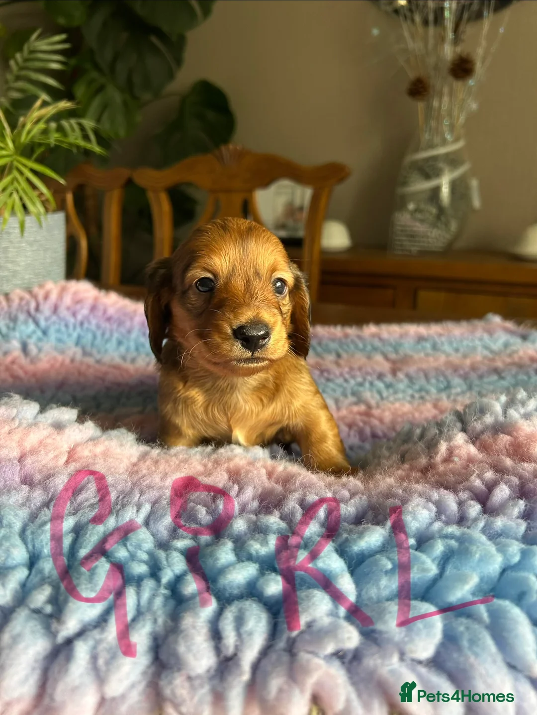 Miniature Dachshund dogs for sale: Miniature long haired dachshund  - Advert 11
